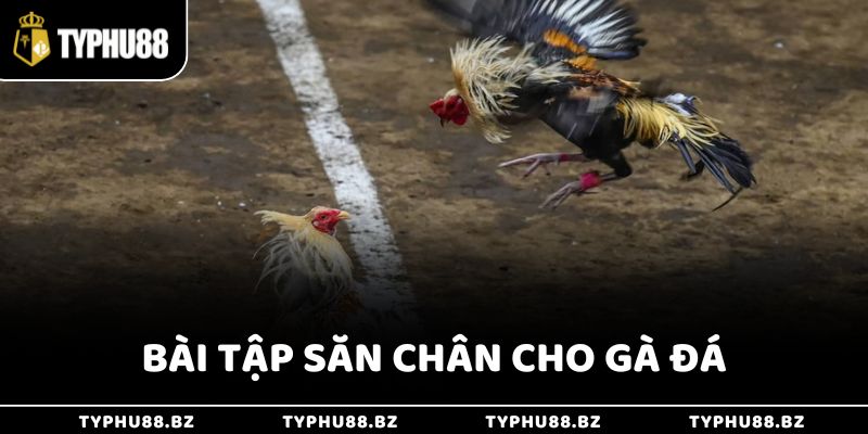 Cách Nuôi Gà Đá Chân Mạnh - Gia Tăng Chiến Lực Nhanh 3 Bài tập săn chân cho gà đá