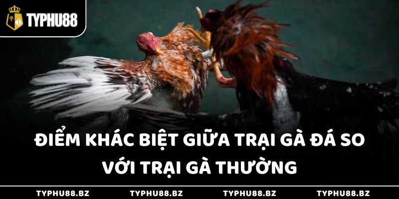 Trại Gà Đá - Top 10 Nơi Đào Tạo Chiến Kê Chất Lượng Nhất 2 Điểm khác biệt giữa trại gà đá so với trại gà thường