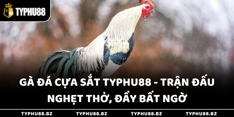 Gà Đá Cựa Sắt Typhu88 - Trận Đấu Nghẹt Thở, Đầy Bất Ngờ 4 Gà Đá Cựa Sắt Typhu88 - Trận Đấu Nghẹt Thở, Đầy Bất Ngờ