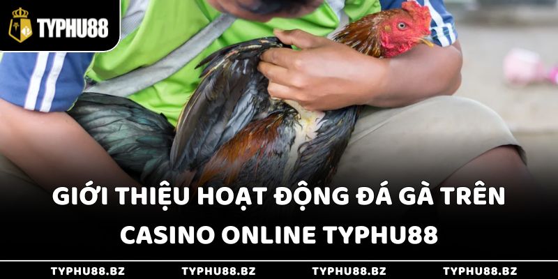 Đá Gà Trên Casino Online Typhu88 - 3 Lợi Ích Hàng Đầu 2 Giới thiệu hoạt động đá gà trên casino online Typhu88