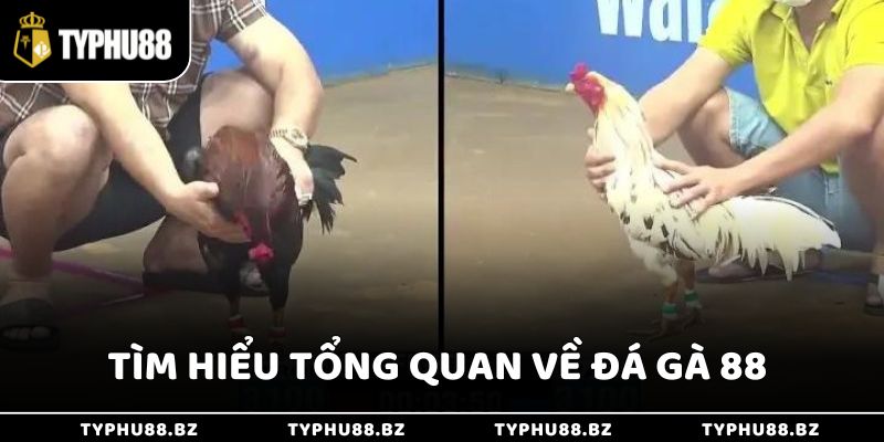 Sân Chơi Đá Gà 88 Trực Tuyến Hấp Dẫn Đa Dạng Hình Thức 2 Giới thiệu tổng quan về địa chỉ cá cược Đá Gà 88