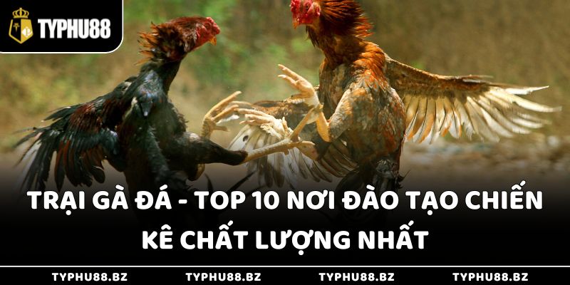 Trại Gà Đá - Top 10 Nơi Đào Tạo Chiến Kê Chất Lượng Nhất 1 Trại Gà Đá - Top 10 Nơi Đào Tạo Chiến Kê Chất Lượng Nhất