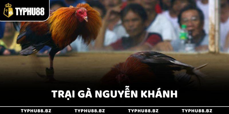 Trại Gà Đá - Top 10 Nơi Đào Tạo Chiến Kê Chất Lượng Nhất 4 Trại gà Nguyễn Khánh