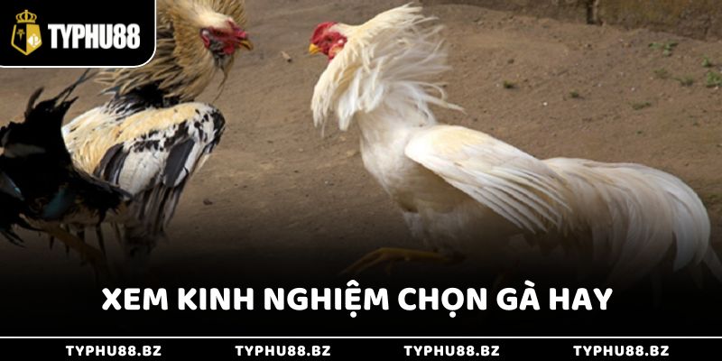Sân Chơi Đá Gà 88 Trực Tuyến Hấp Dẫn Đa Dạng Hình Thức 3 Xem kinh nghiệm chọn gà giúp bạn tự tin hơn khi đặt cược và tăng tỷ lệ chiến thắng